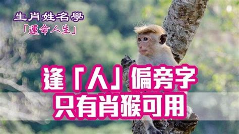 屬猴適合的名字|生肖姓名學.....屬猴的人：適合與不適合的字